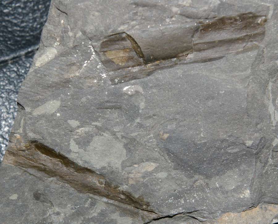 Psilophyton