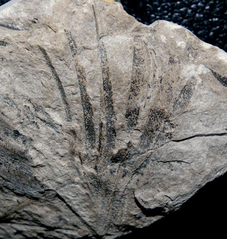 Ginkgo Jurassic fossil plant