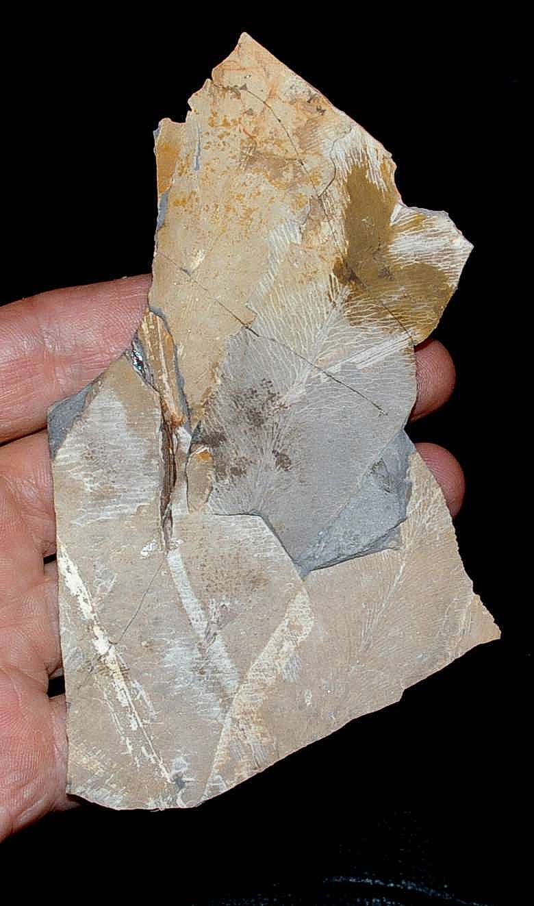 photos/plants/p1_permian.jpg