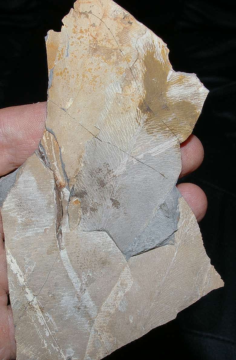 photos/plants/p1_permian_a.jpg