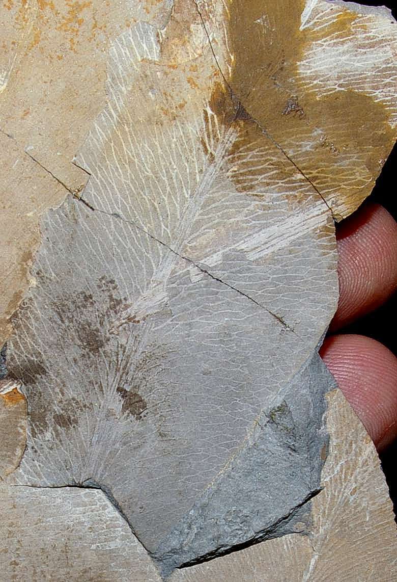 photos/plants/p1_permian_a.jpg
