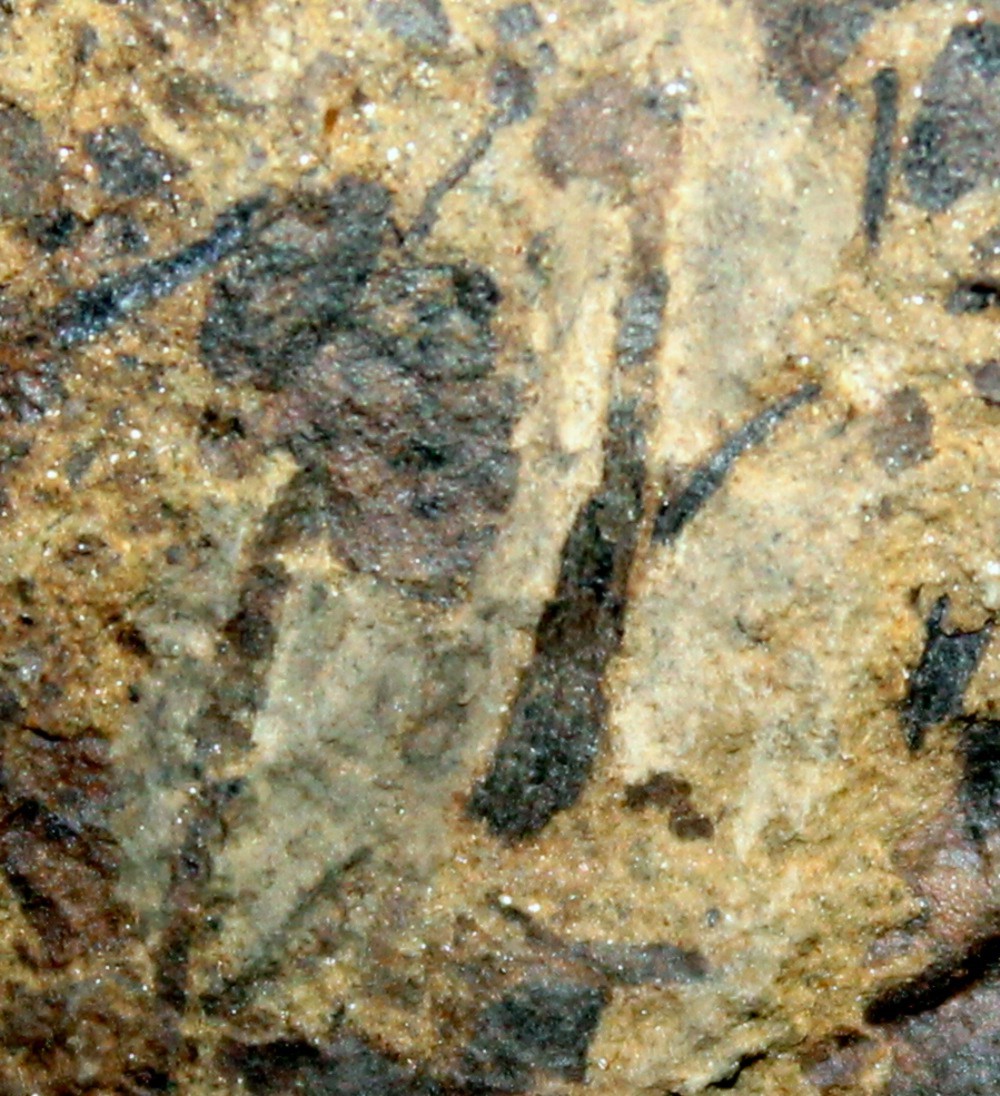Cooksonia
