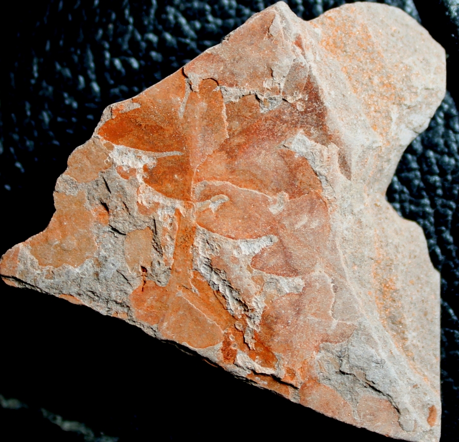 Triassic fossil plant, Dicroidium odontopteroides