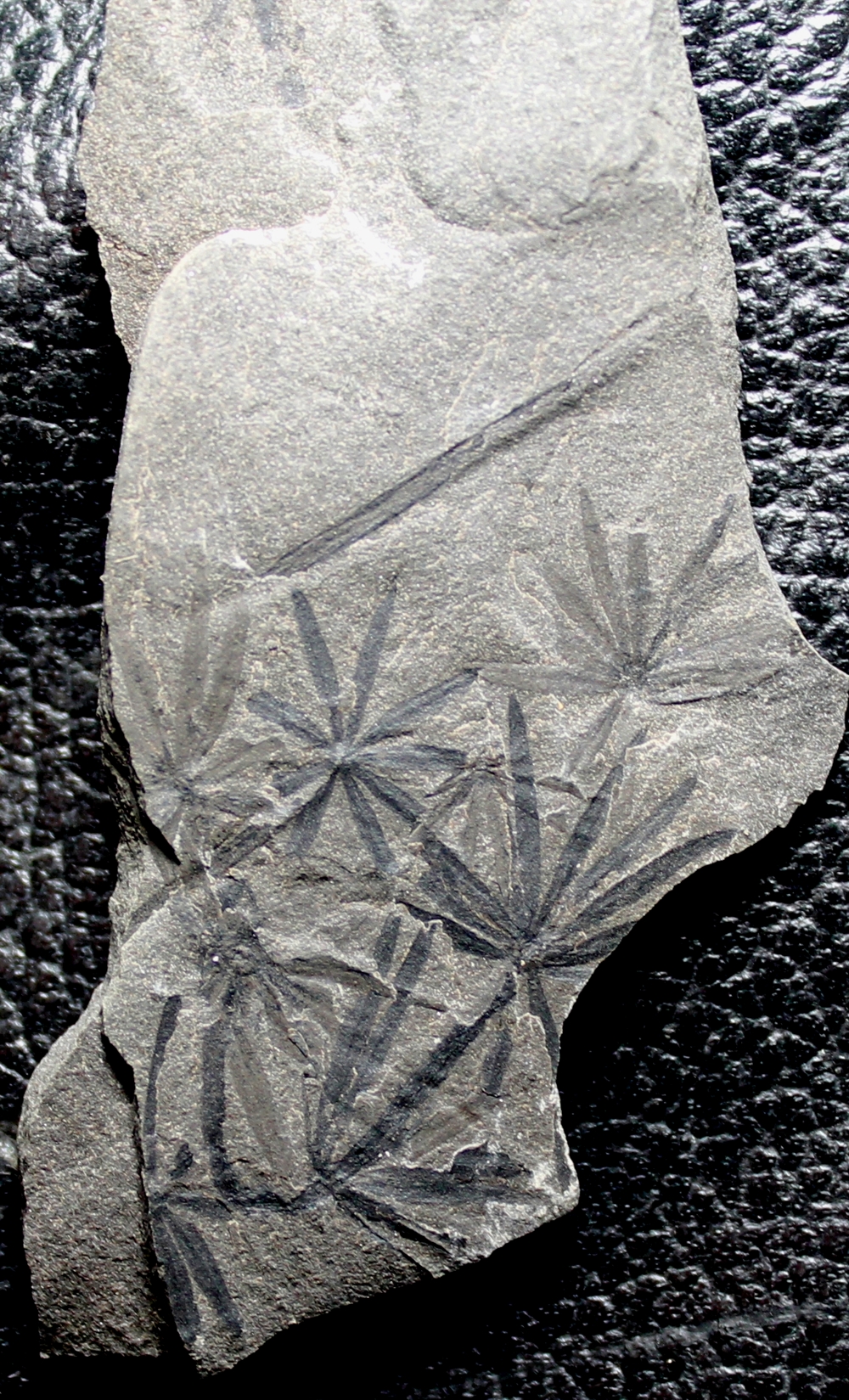 Annularia radiata
