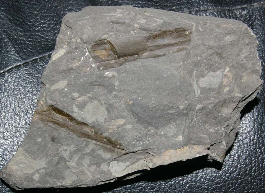 Devonian fossil plant