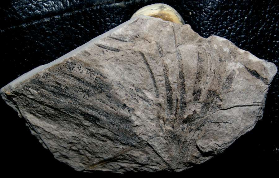 Baiera furcata