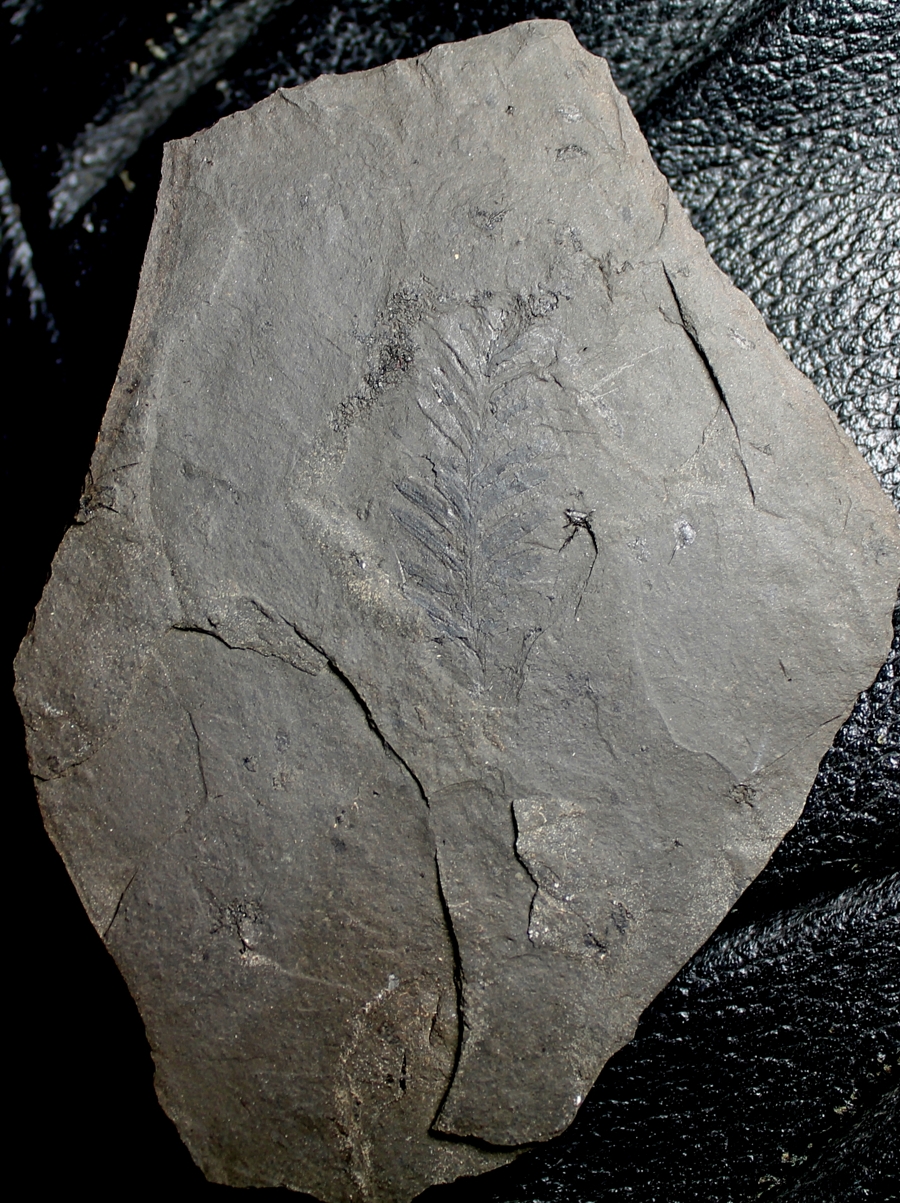 Fossil Metasequoia