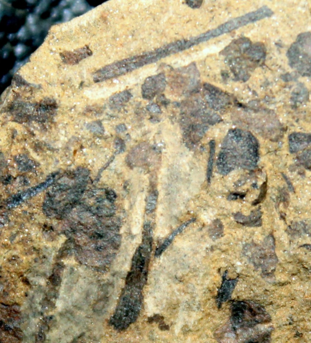 Cooksonia