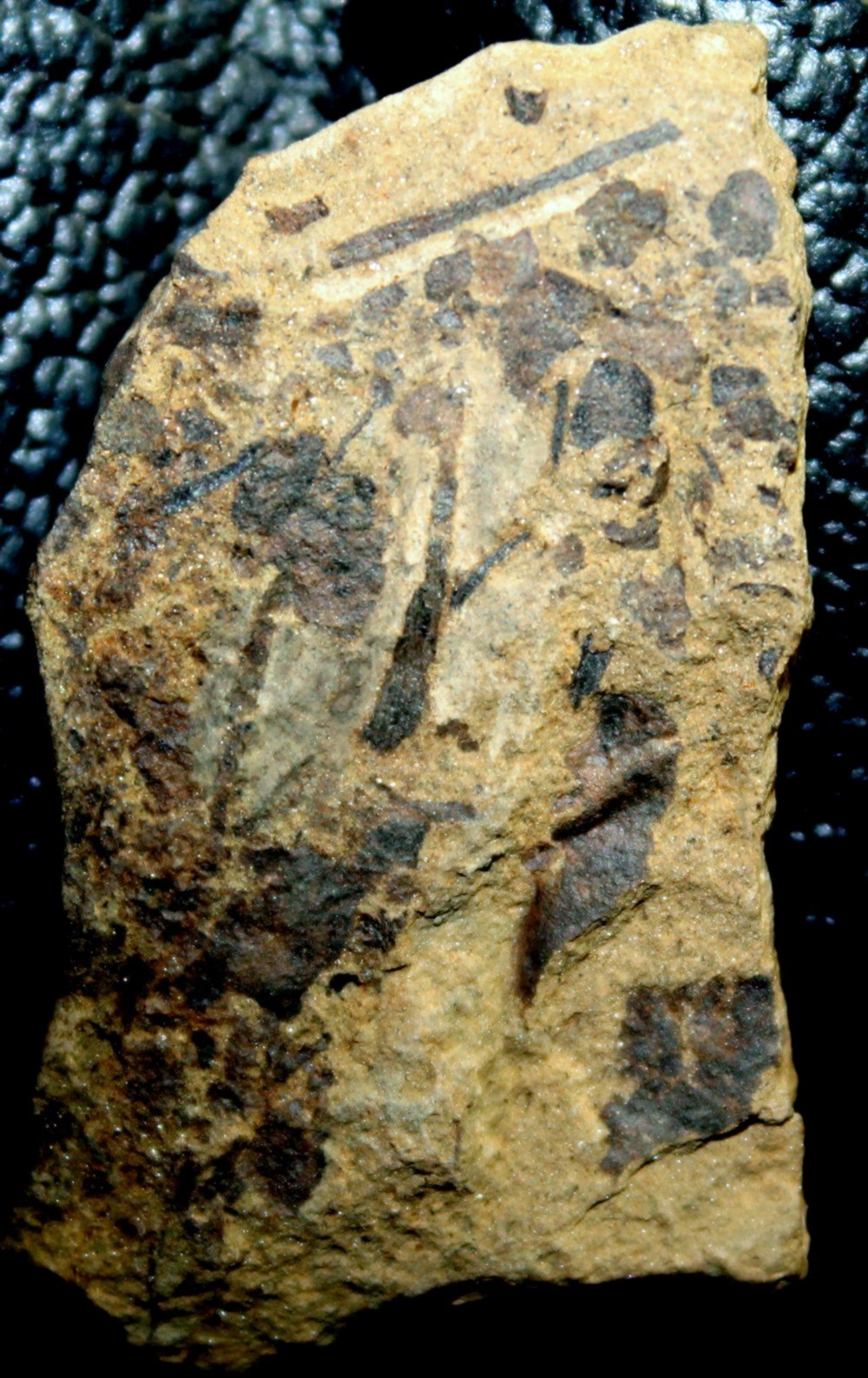 Cooksonia