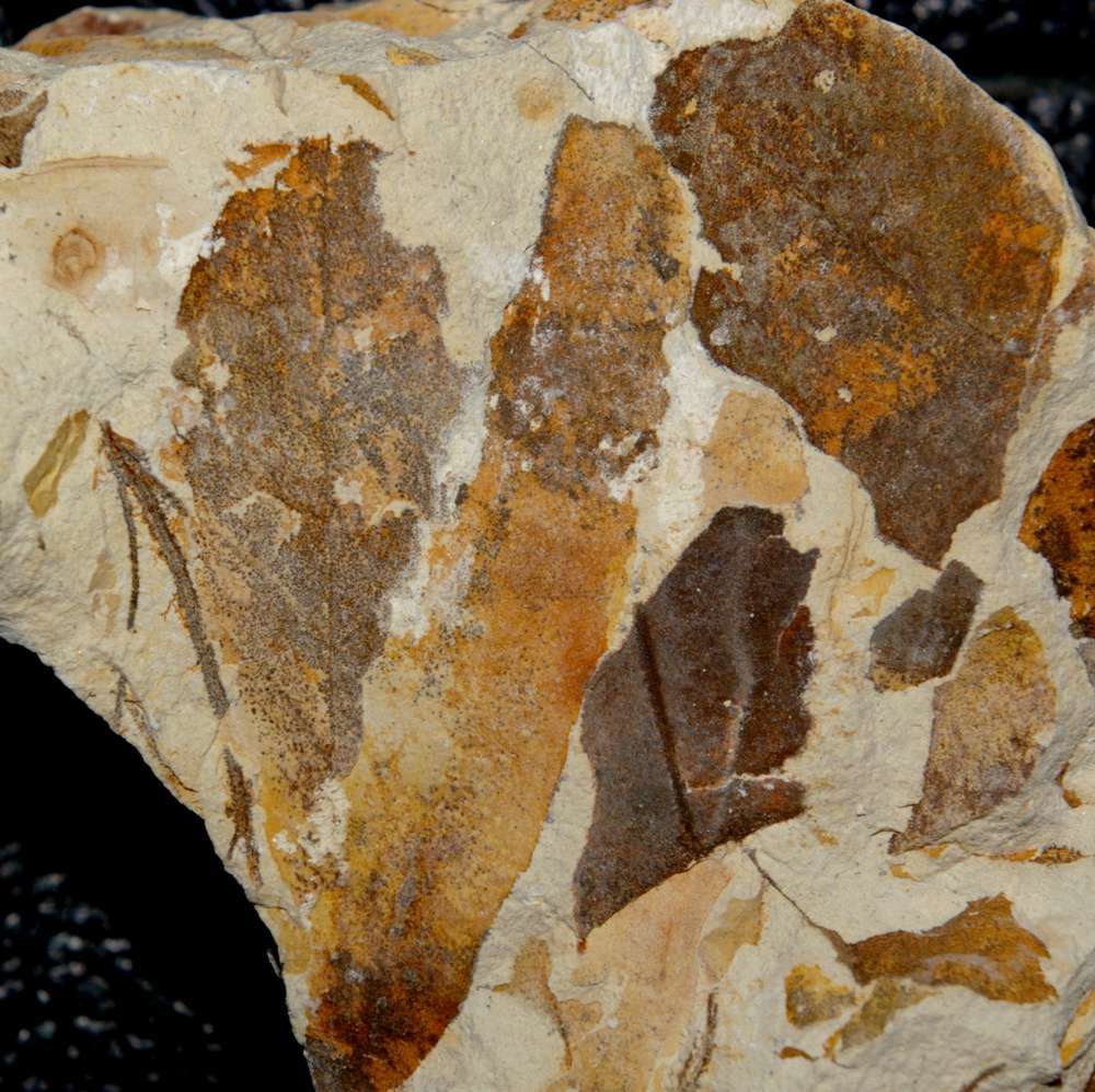 Miocene fossil leaf