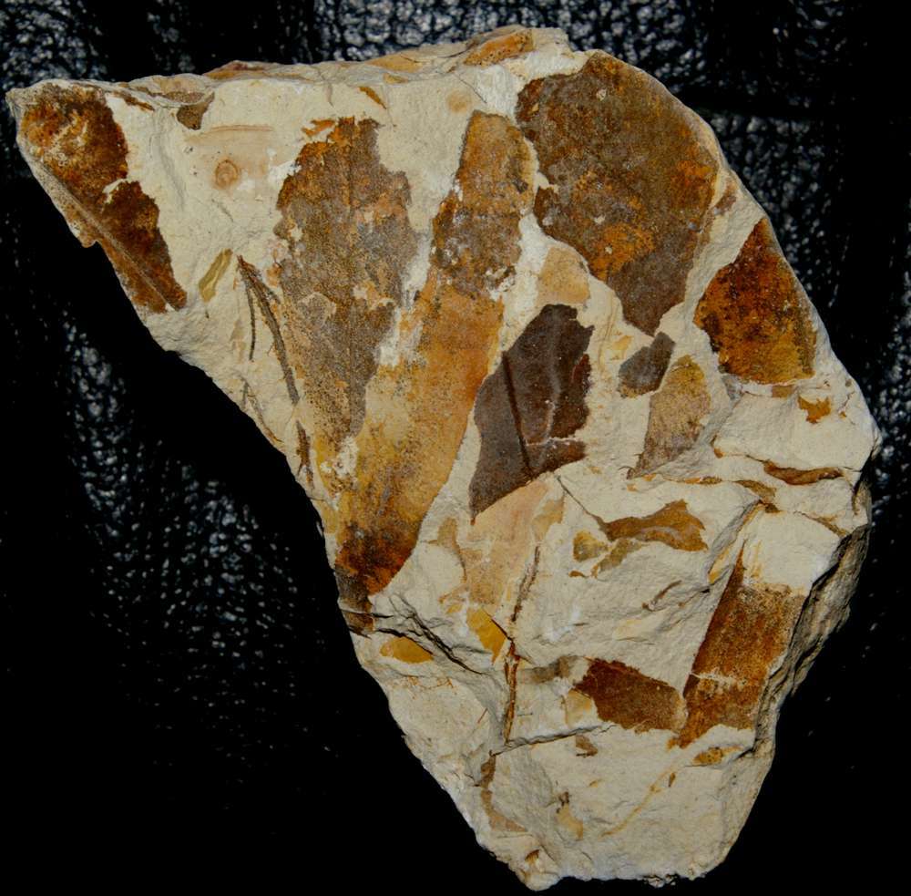 Miocene fossil leaf