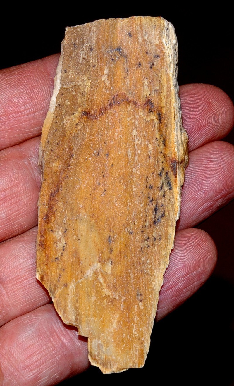 photos/plants/p1petrifiedwood.jpg
