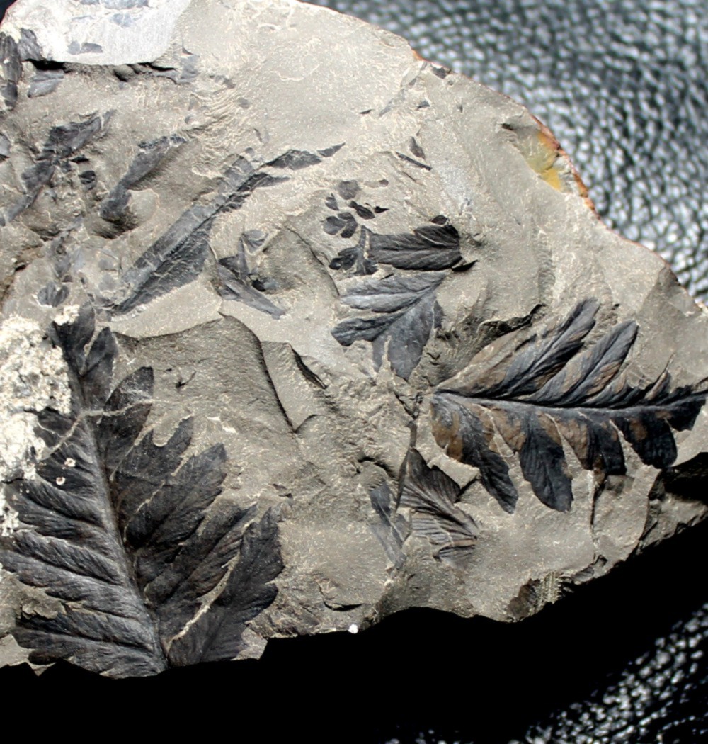  Mariopteris muricata