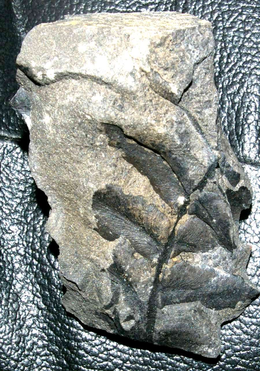 Paripteris linguaefolia