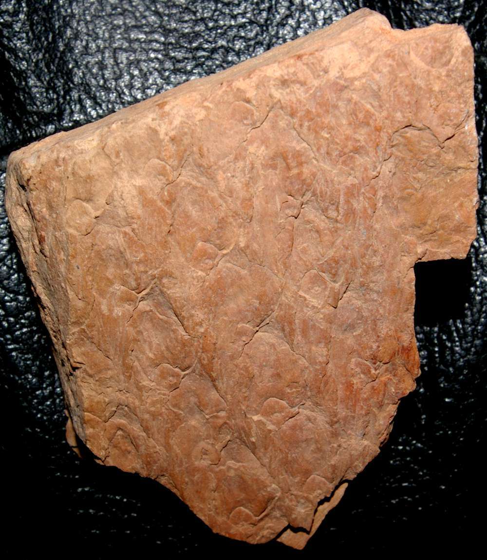Aspidaria 