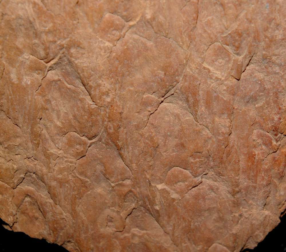 Aspidaria 