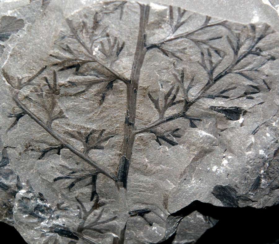 Sphenopteris furcata 