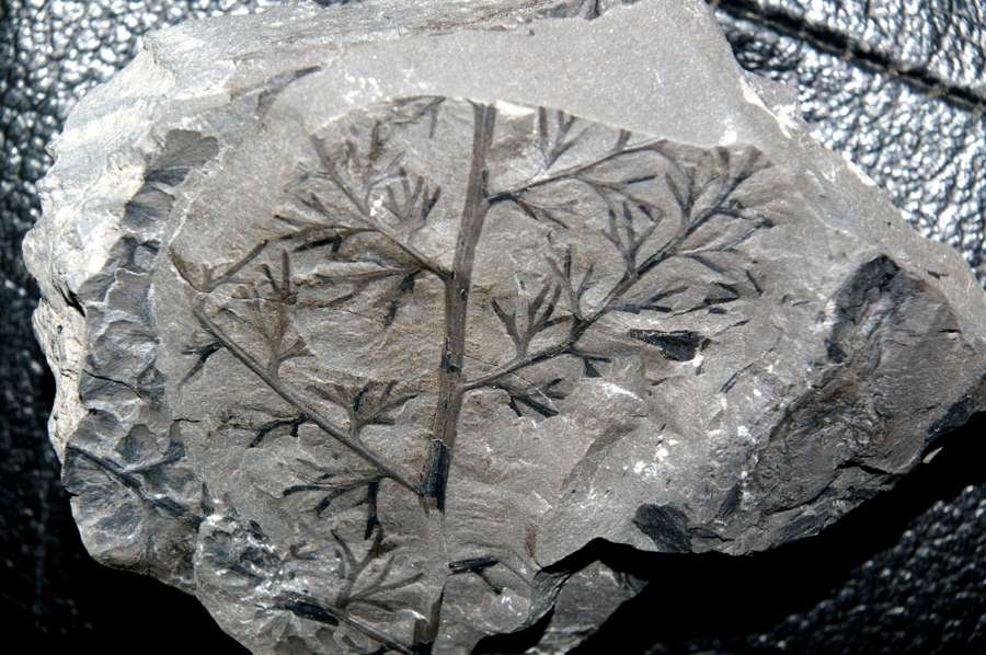 Sphenopteris furcata 