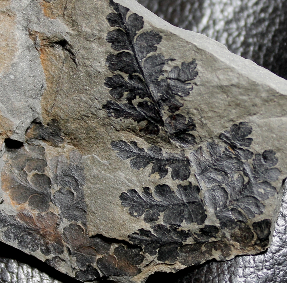 Sphenopteris neuropteroides 