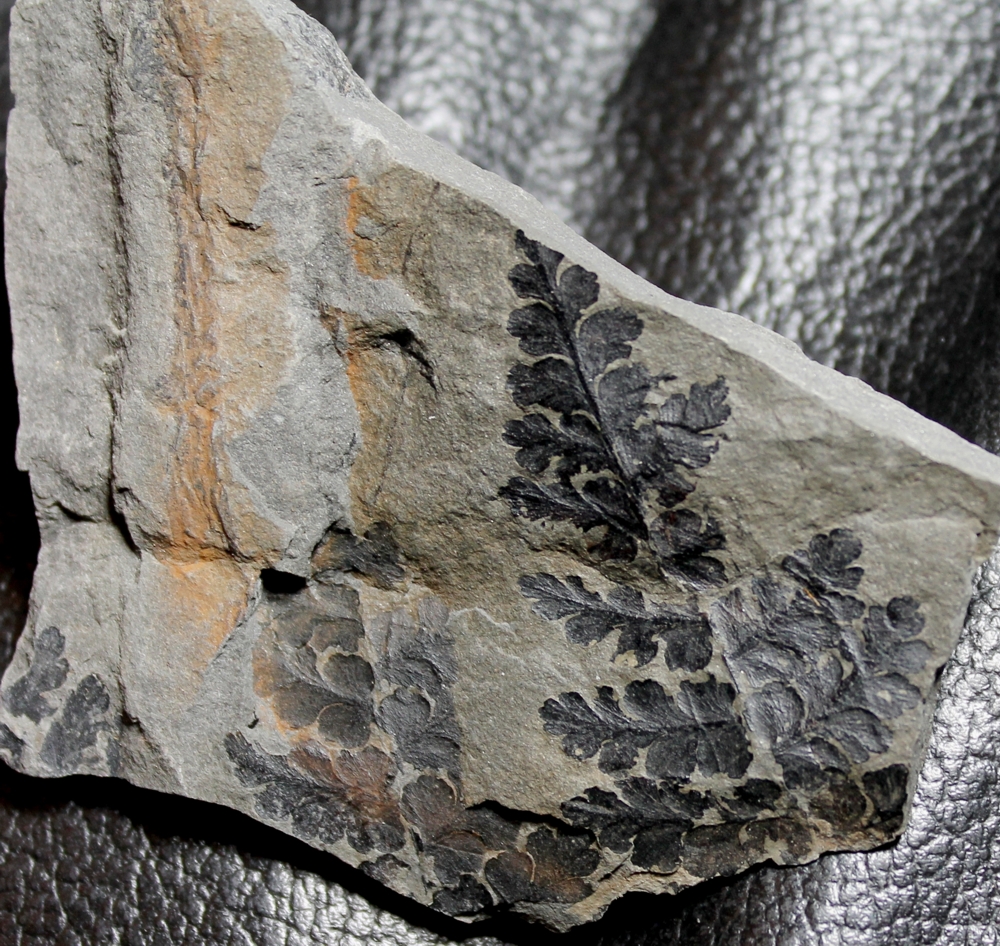 Sphenopteris neuropteroides 