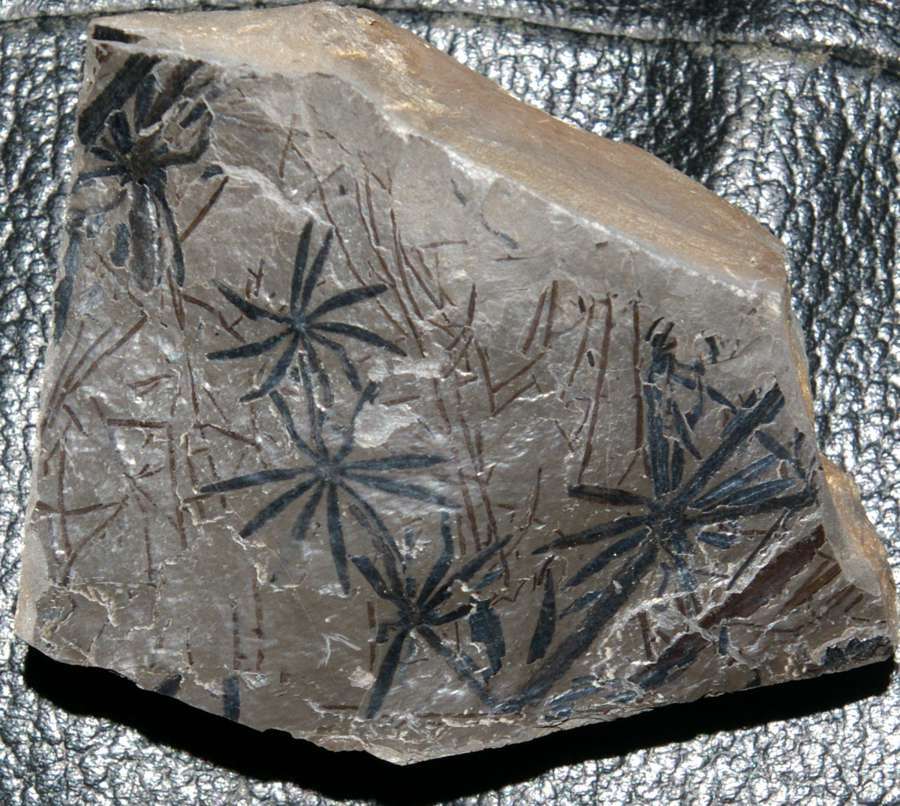 Annularia 