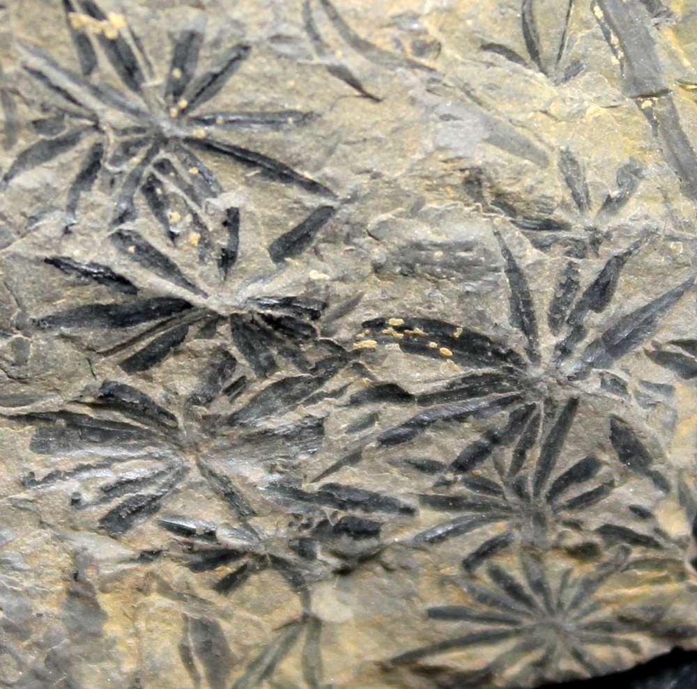 Annularia 
