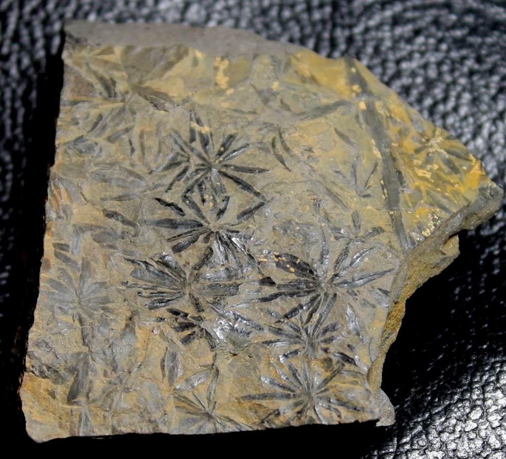 Annularia 