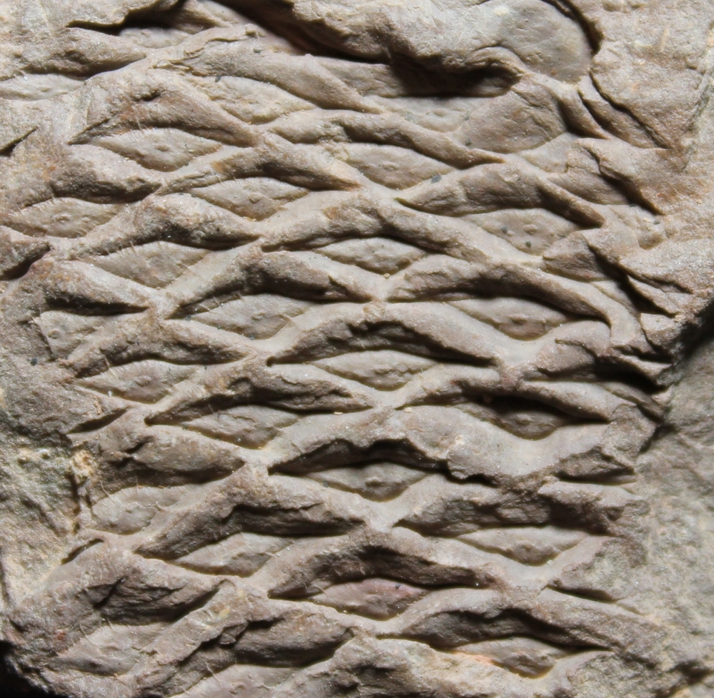 Halonia tortuosa 