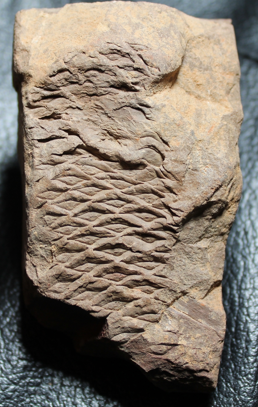 Halonia tortuosa 
