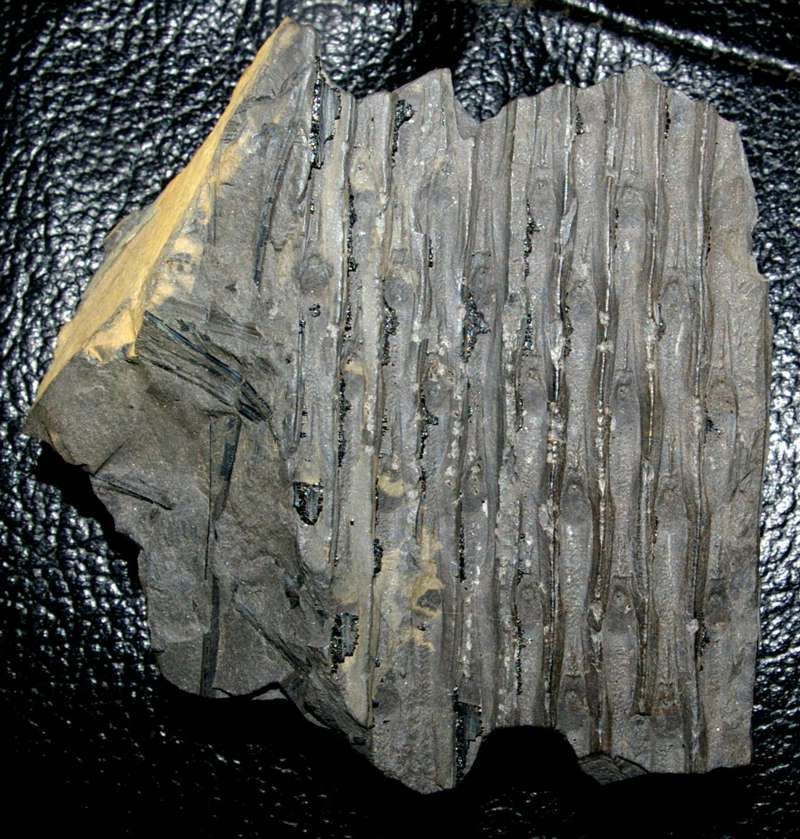 Sigillaria volzi 