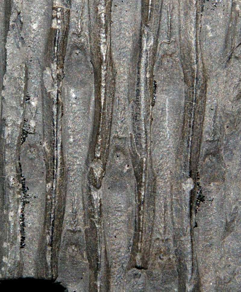 Sigillaria volzi  
