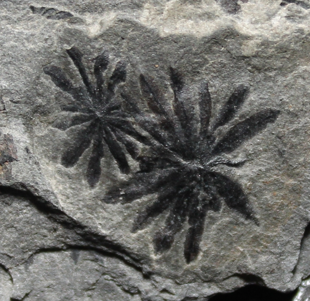 Annularia shenophylloides 