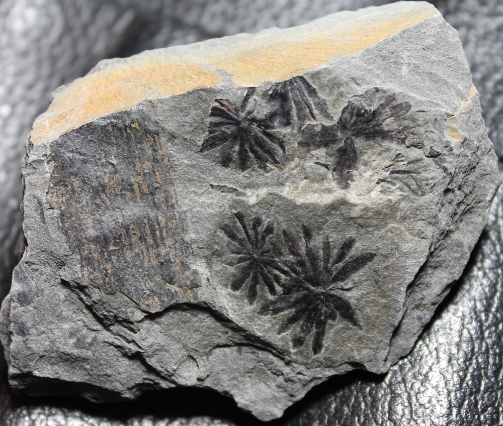 Annularia shenophylloides 