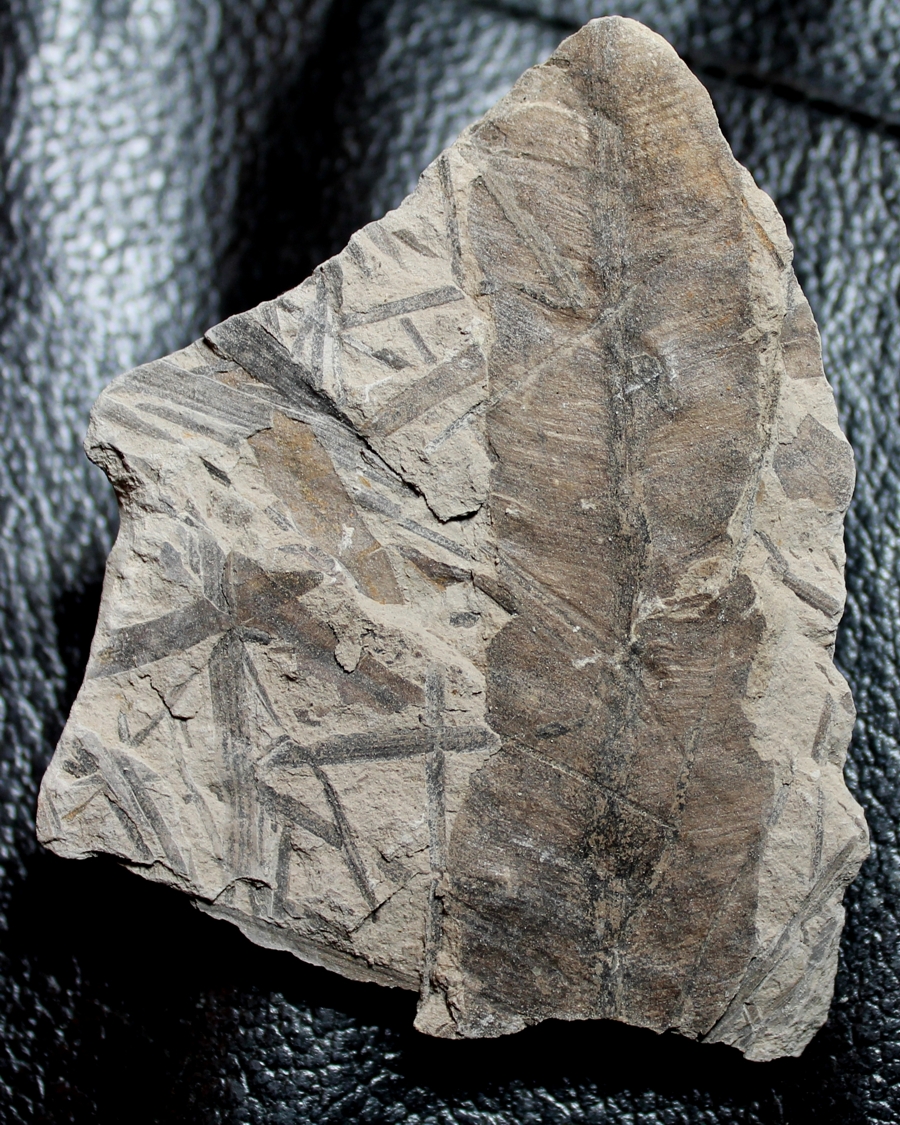  Marattia muensteri