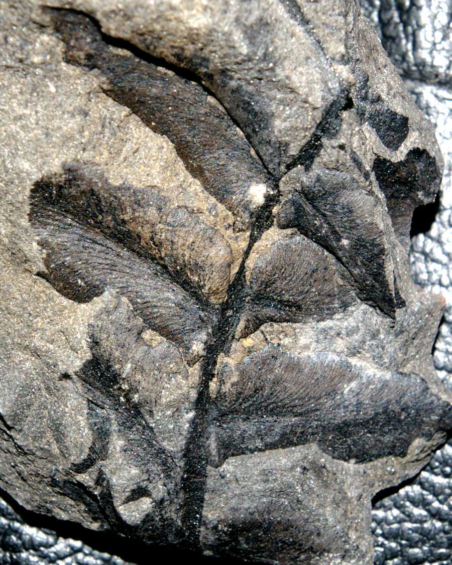 Paripteris linguaefolia