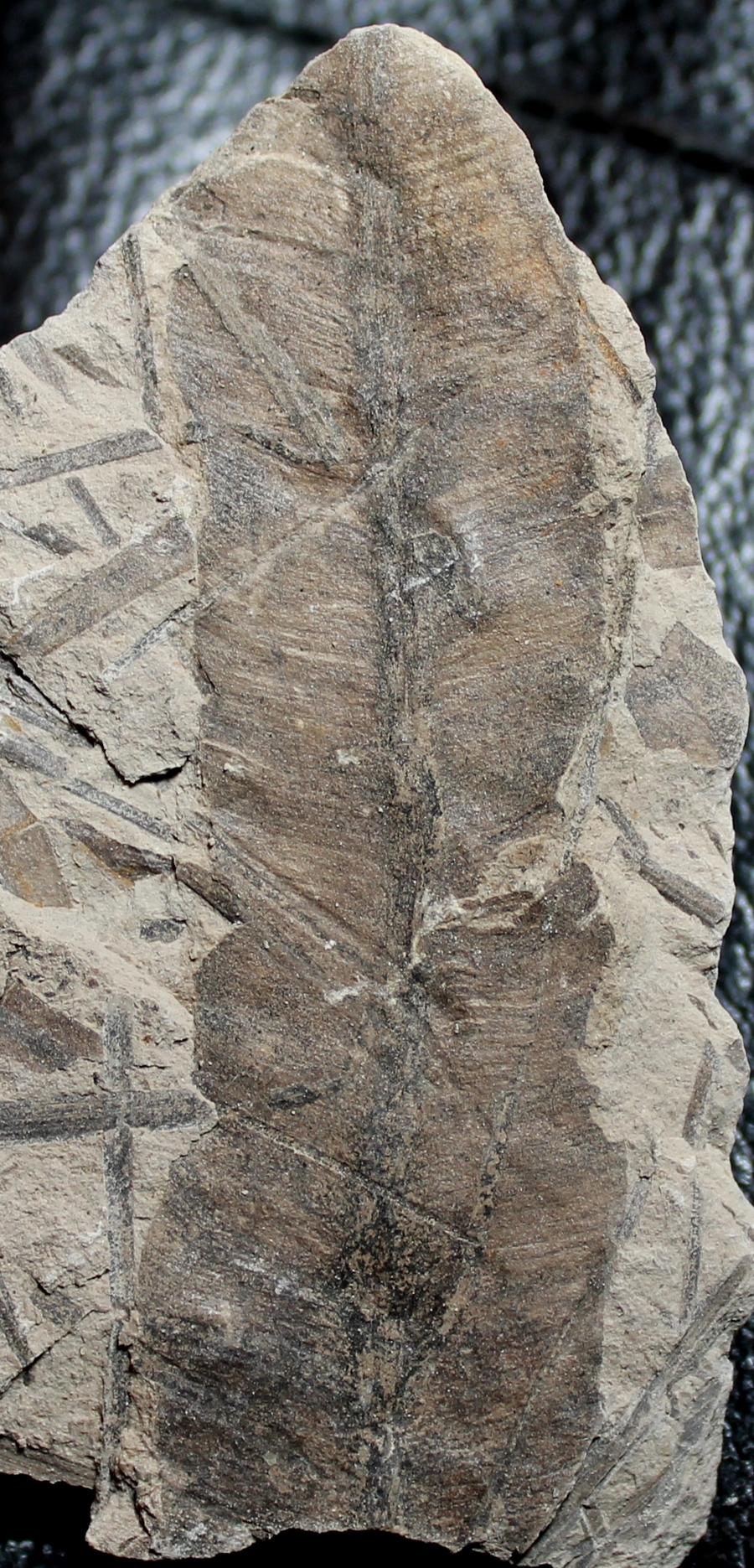  Marattia muensteri