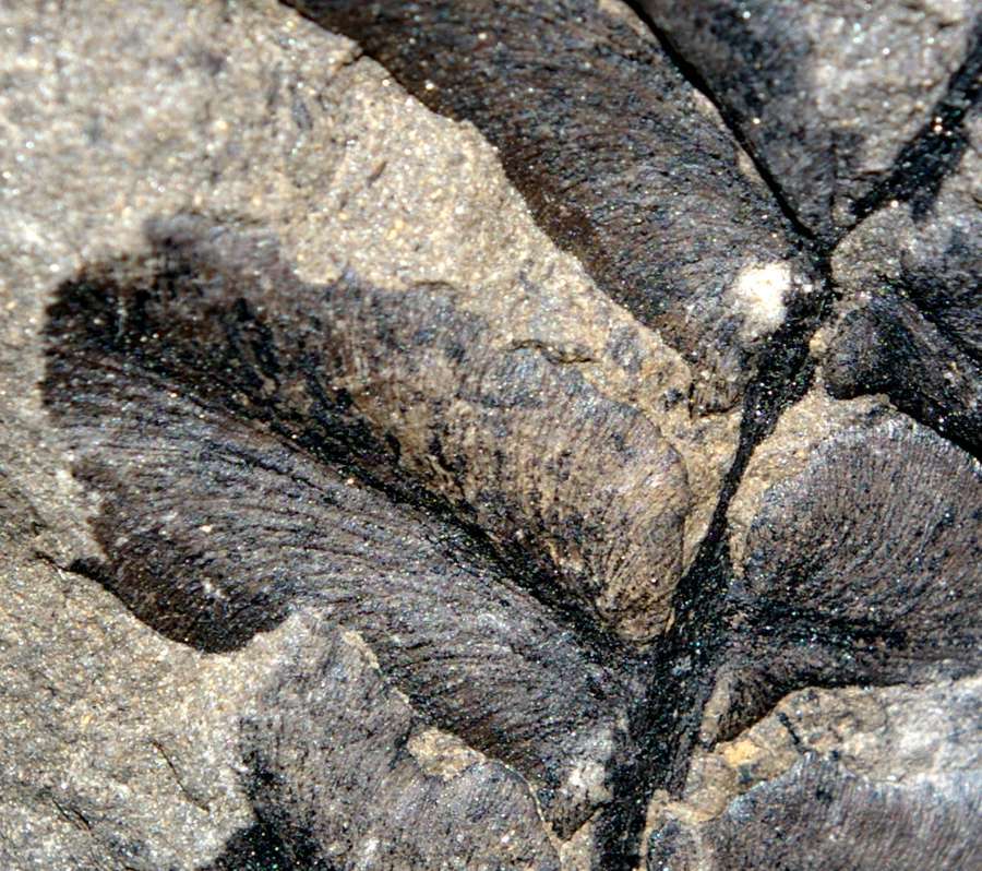 Paripteris linguaefolia