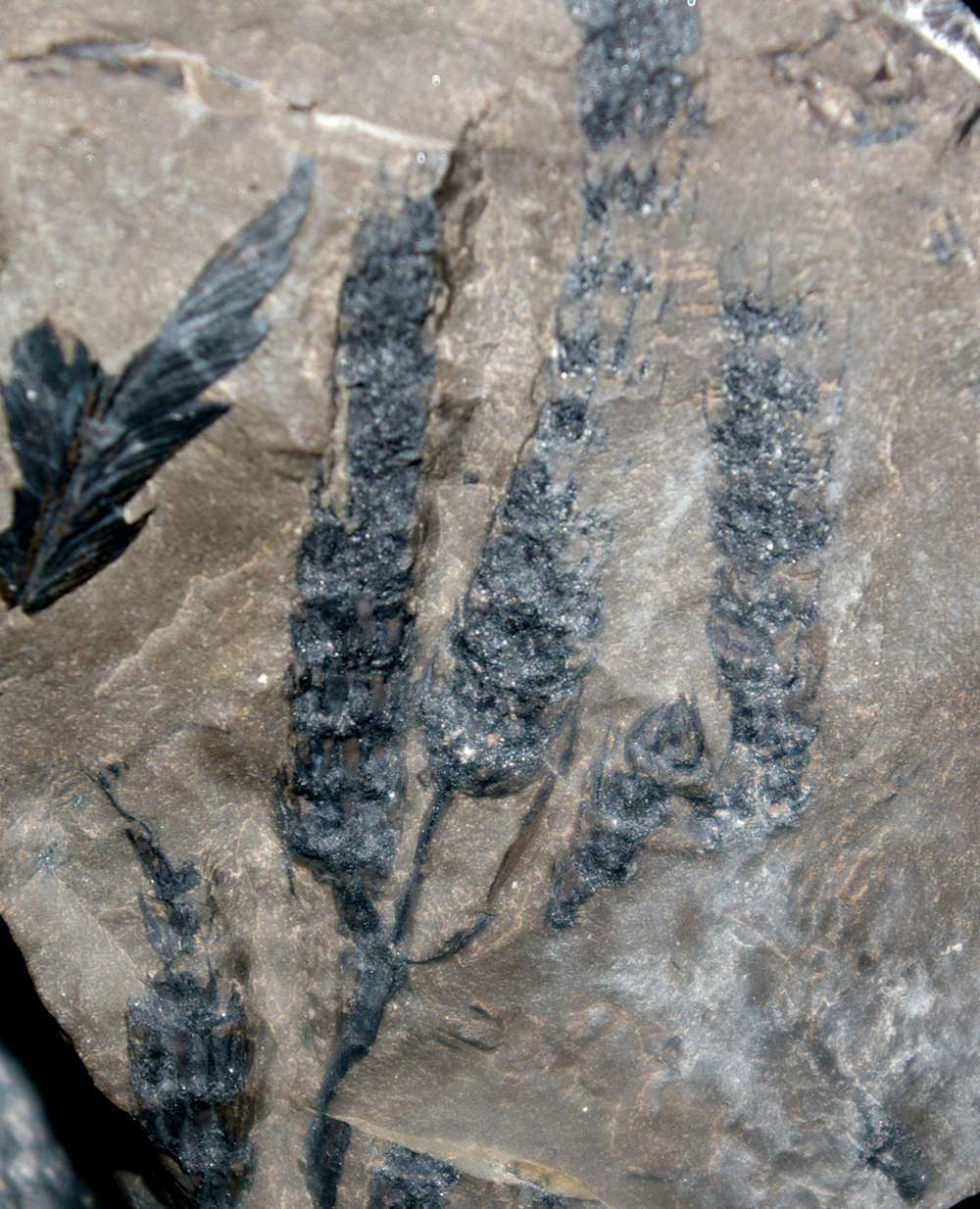 Lepidodendron 