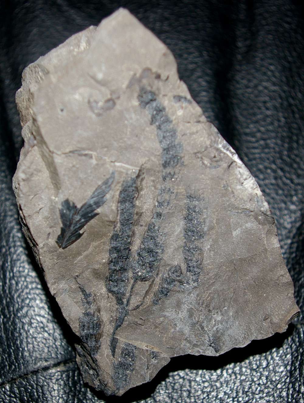 Lepidodendron 