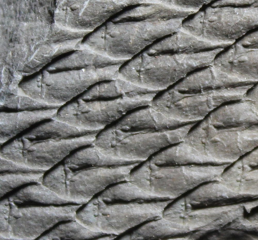 Lepidodendron 