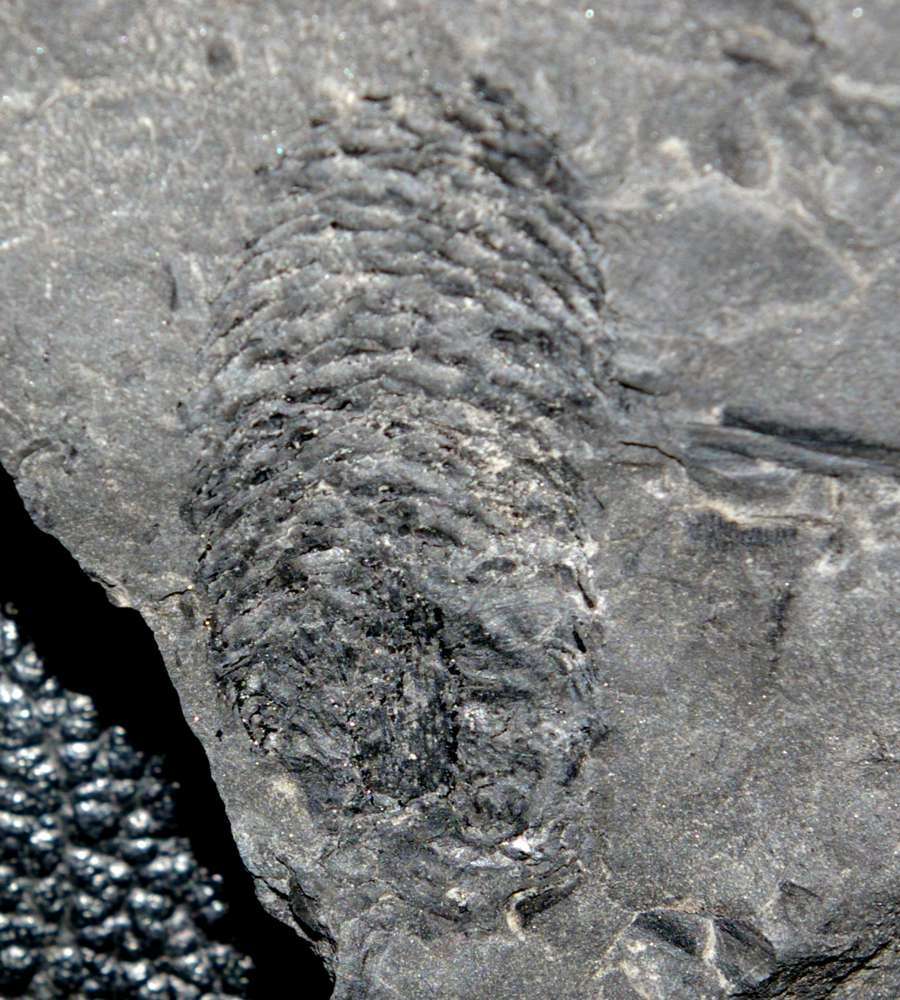 Fossil Lepidodendron cone