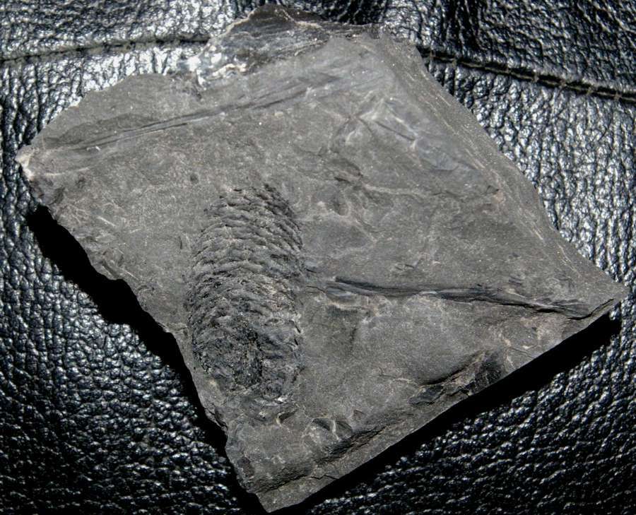 Fossil Lepidodendron cone 