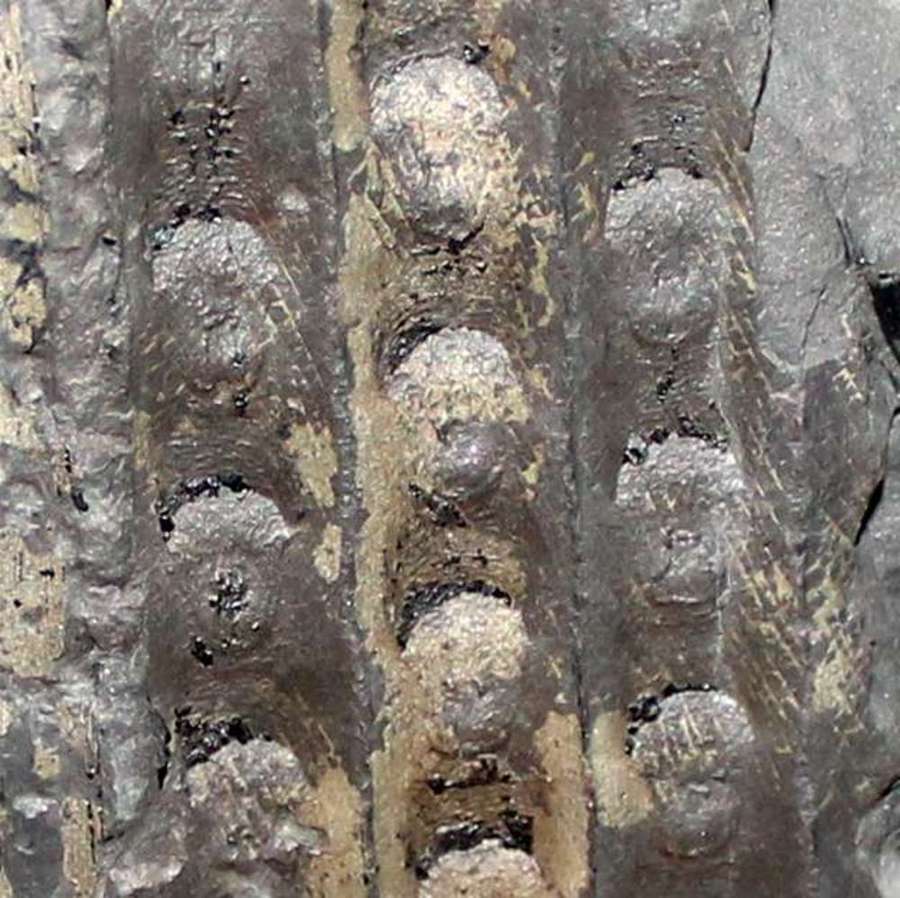 Sigillaria shlotheimiana