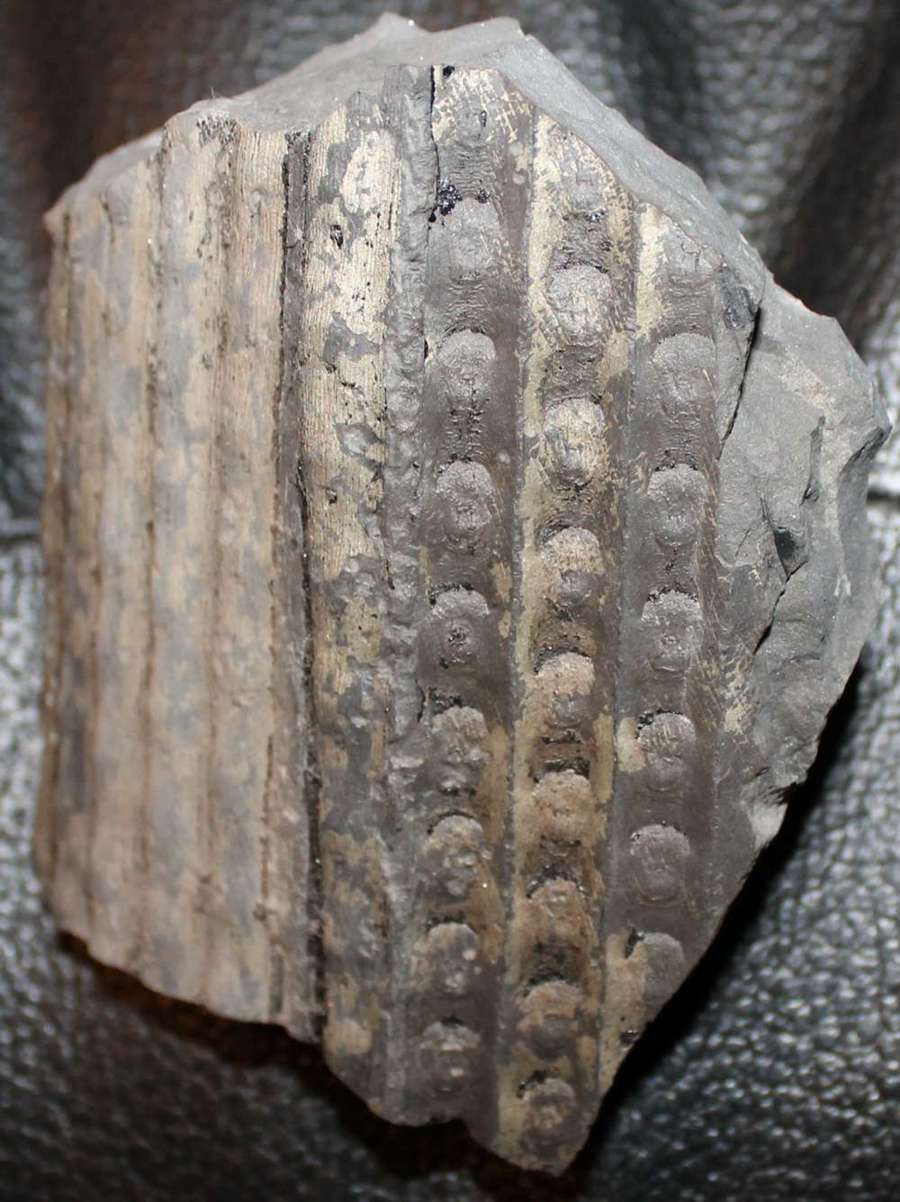 Sigillaria shlotheimiana