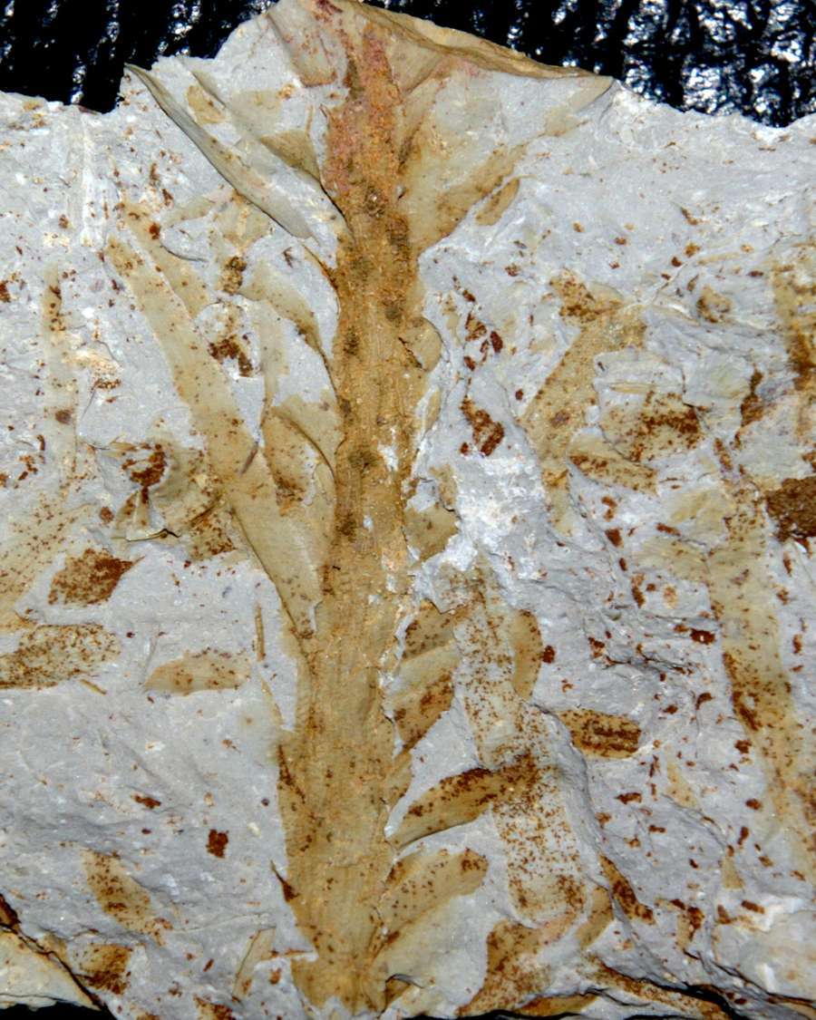 Fossil Lycopsid plant