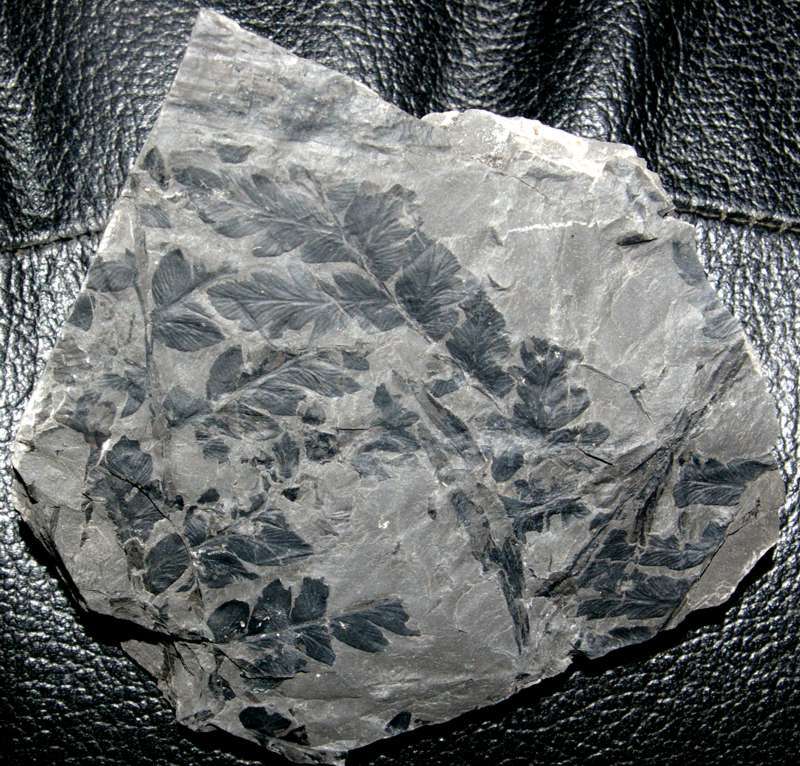 Mariopteris nervosa