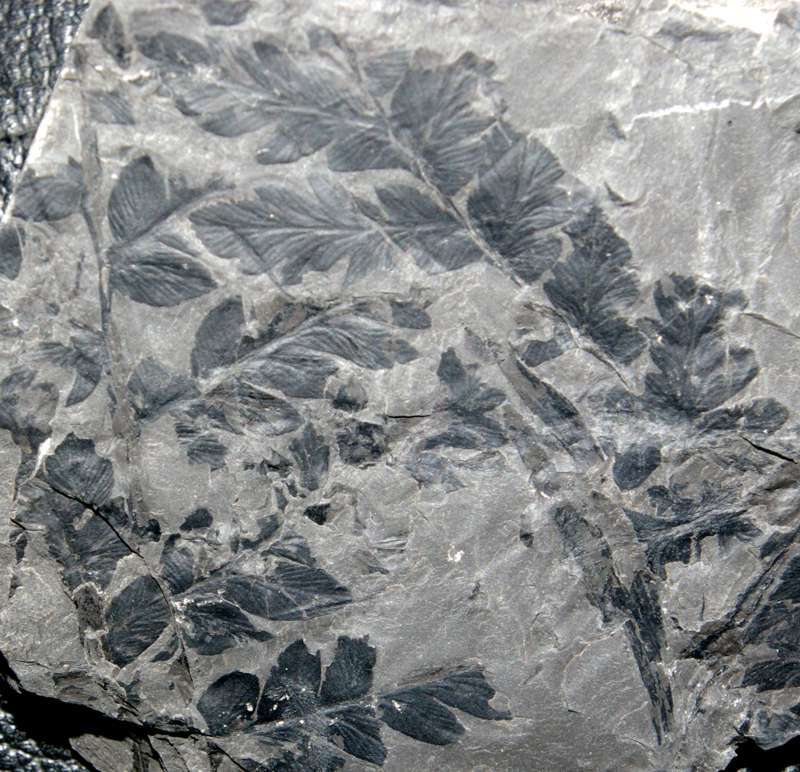 Very well preserved fossil Namurian fern