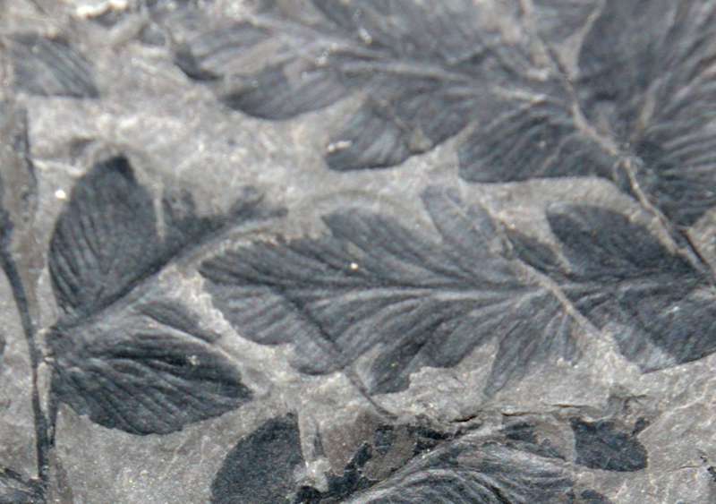 Very well preserved fossil Namurian fern