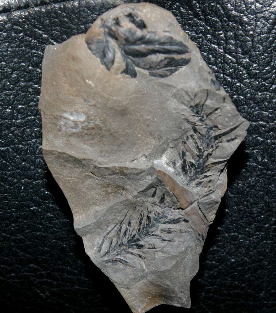 fossil Lycopod plant