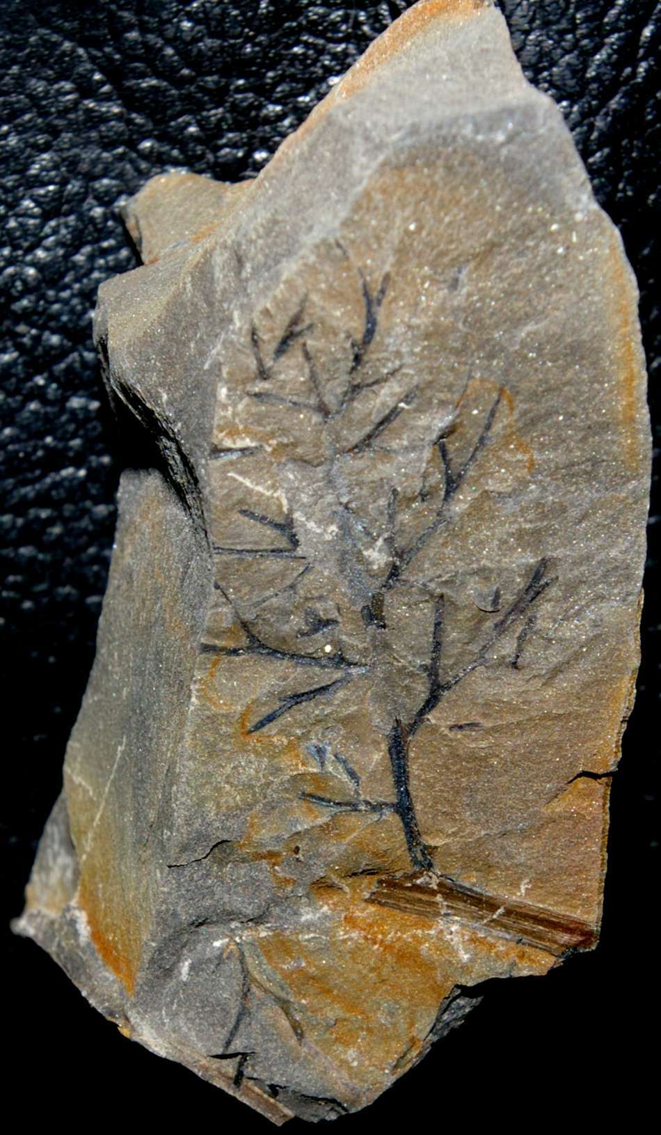 Rhodeites gutbieri